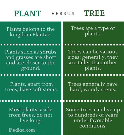 Two Different Types Of Plants With The Words Plant Versus Tree On Each