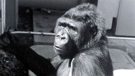 Remembering Koko The Gorilla