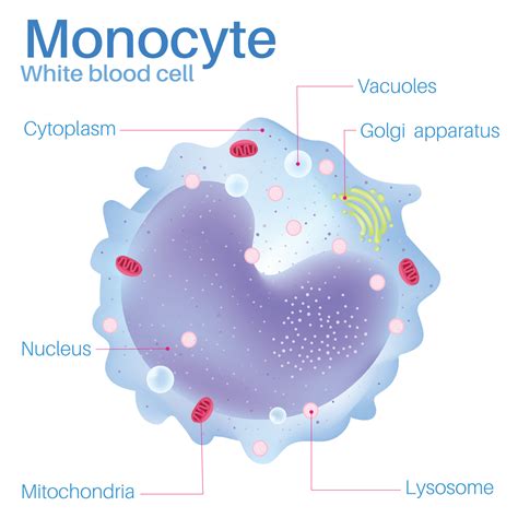 Monocyte Are White Blood Cells 7494741 Vector Art At Vecteezy