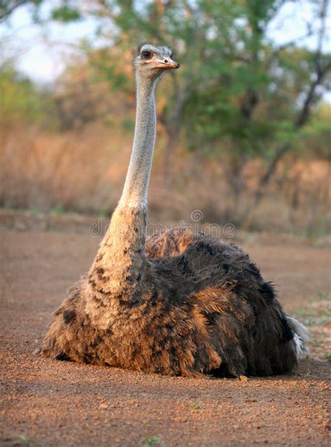 Ostrich Basking In The Sun Stock Photo Image Of Late 2340998
