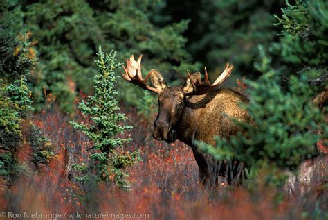 Bull Moose Denali National Park Alaska Photos By Ron Niebrugge