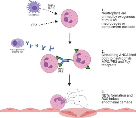 The Inflammation Cascade Of Anti Neutrophil Cytoplasmic Antibody