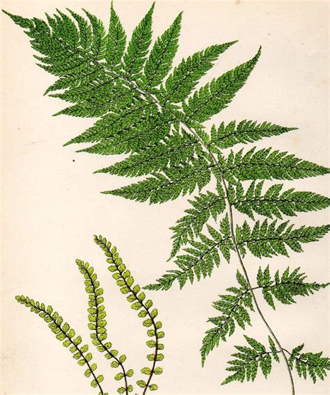 Antique Fern Print 1908 Heath Botanical By Gailsvintageprints Beautiful
