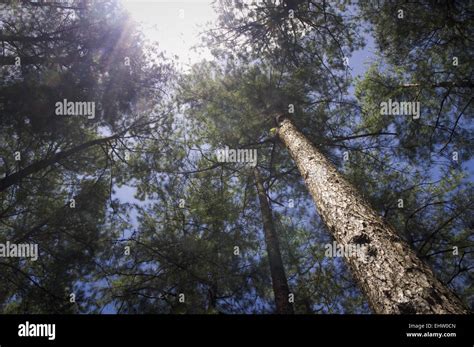 Sun Shining Through Pine Trees Forest Stock Photo Alamy