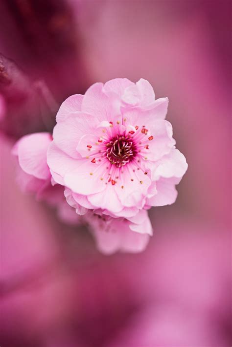 White And Pink Petaled Flower Selective Focus Photograph · Free Stock Photo