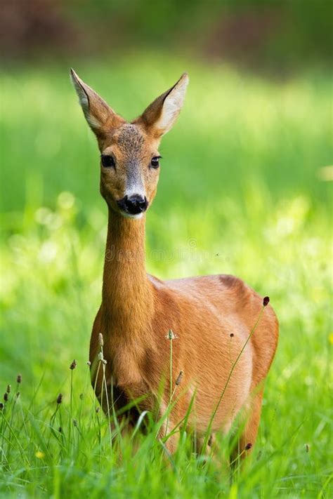 Beautiful Roe Deer Doe Standing On Meadow In The Summer Stock Photo