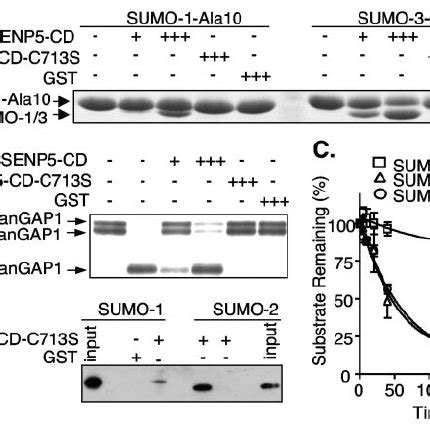 Senp Binds Specifically To Sumo A Schematic Repre Sentation Of