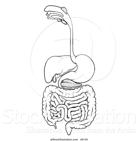 There are 12 liver diagram for sale on etsy, and they cost £26.01 on average. Vector Illustration of a Black and White Medical Diagram ...
