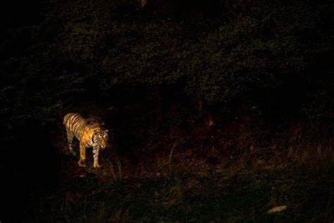 All About Night Tiger Safaris In India Tiger Safari India Blog
