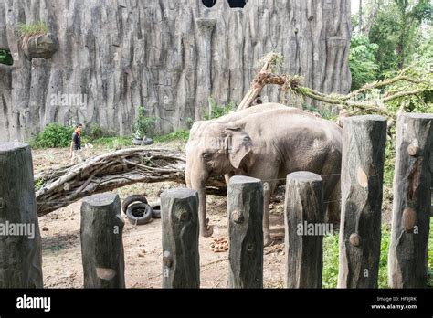 Two Elephants In Their Enclosure At The National Zoo In Kuala Lumpur