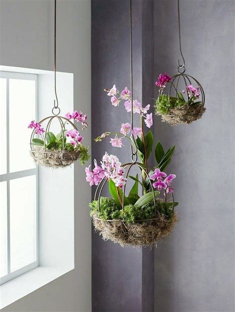 Orchid Plant Stand Orchid Flowers
