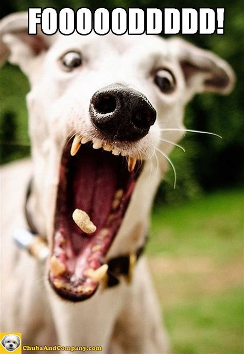 Foood Funny Animals Dog Face Dog Pictures