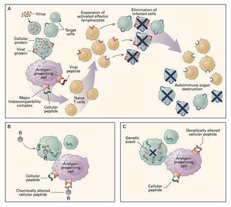 The Pathophysiology Of Acquired Aplastic Anemia Nejm