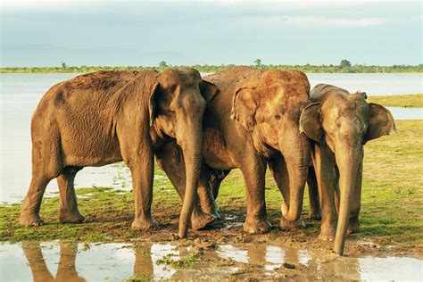 Elephants Three Best Friends 2 Photograph By Max Blumenthal Fine