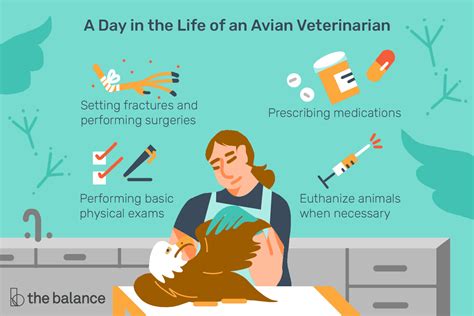 Avian Veterinarian Job Description Salary Skills And More