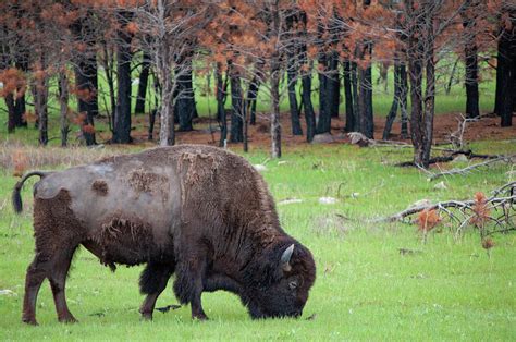 Wind Cave National Park Bison Ii Photograph By Kyle Hanson Fine Art