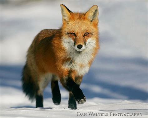 Red Fox Rango Wiki Fandom