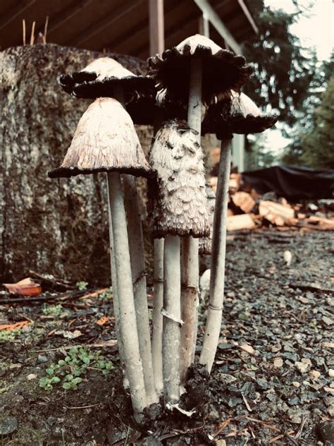 A Beginners Guide To Mushroom Hunting Explore Washington