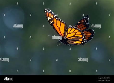 Monarch Butterfly Flight During October Fall Migration Stock Photo Alamy