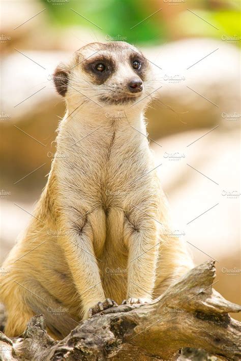 Meerkat Meerkat Wild Animals Photos Animals Wild