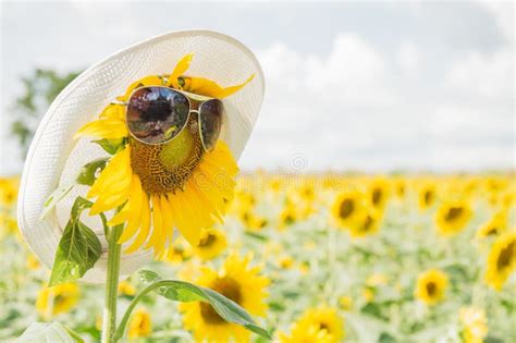 Sunflower Wear Sunglasses Stock Image Image Of Beautiful 62177839