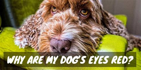 Do not try to diagnose and treat the eye redness yourself. The Bloodshot Bother: Why Are My Dog's Eyes Red? | Dogs and Treats