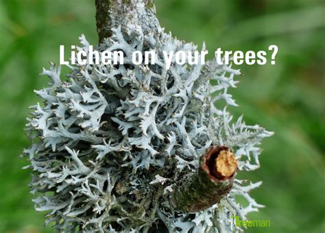 Lichen On Your Trees The Treeman Lichen On Trees