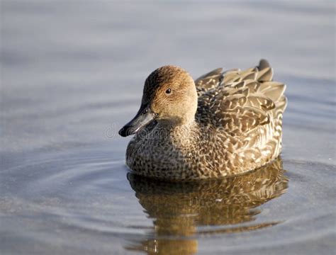 Brown Duck Waddling On A Lake Stock Image Image Of Fowl Adorable