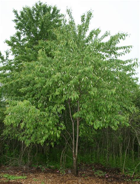 For the most part, the species that furniture makers use is american black cherry, prunus serotina. Prunus serotina (Black Cherry) | My Everchanging Garden