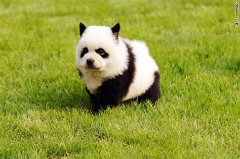 Animals That Look Like Other Animals Bored Panda
