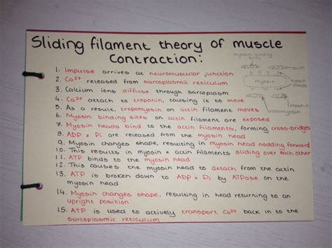 Sliding Filament Theory Of Muscle Contraction Revision Card A Level