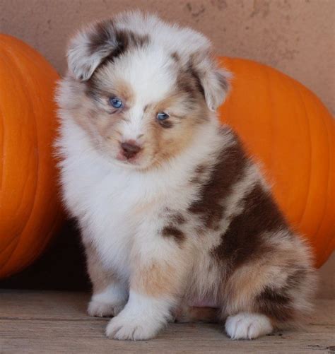 Discover everything you want to know about this minature puppies bred from small australian shepherds over generations are the most likely to look like a shrunken version of the standard breed. 34 best Pomapoo Cuteness images on Pinterest | Poodle mix ...