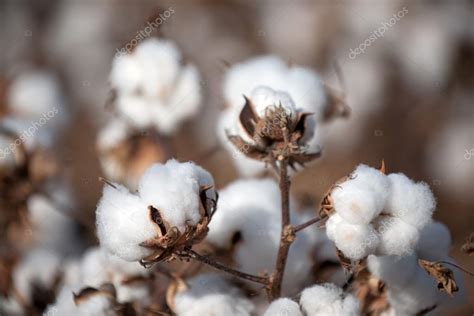 Cotton — Stock Photo © Mliss 20727947