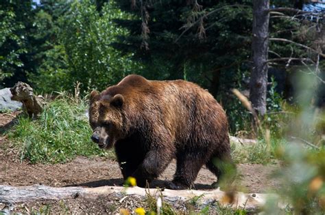 Brown Bear Bear Legend