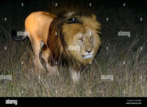Cape Lion Or South African Lion Male Panthera Leo South Africa