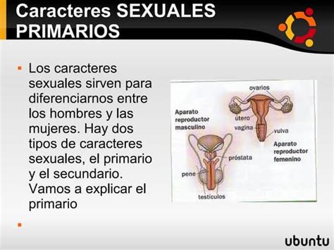 Los Caracteres Sexuales Primarios Y Secundarios