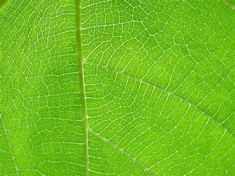 Leaf Texture By Idolminds On Deviantart