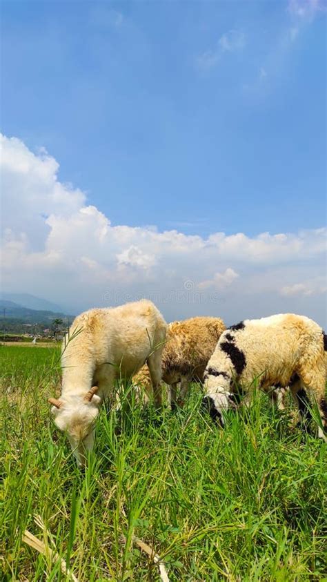 A Group Of Goats Stock Photo Stock Photo Image Of Farm Prairie