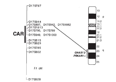 Ideogram Of Chromosome 17 With Giemsa Banding Pattern Showing Download Scientific Diagram