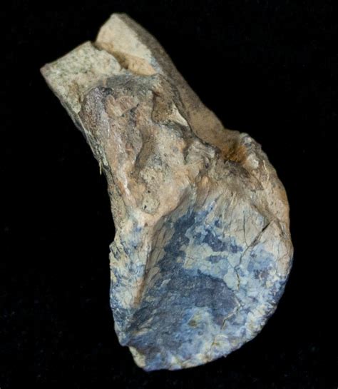 127 Unerupted Triceratops Tooth Montana 13315 For Sale