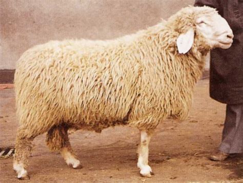 Different Types Of Wool Yielding Animals Focuslightforphotography