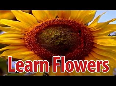 This will help you to teach your children to recognise flowers. Learn Names of Flowers in Malayalam | Flower Names in ...