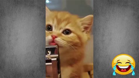 Chat Mignon Chat Drole Chaton Drole Video De Chat A Mourir De Rire