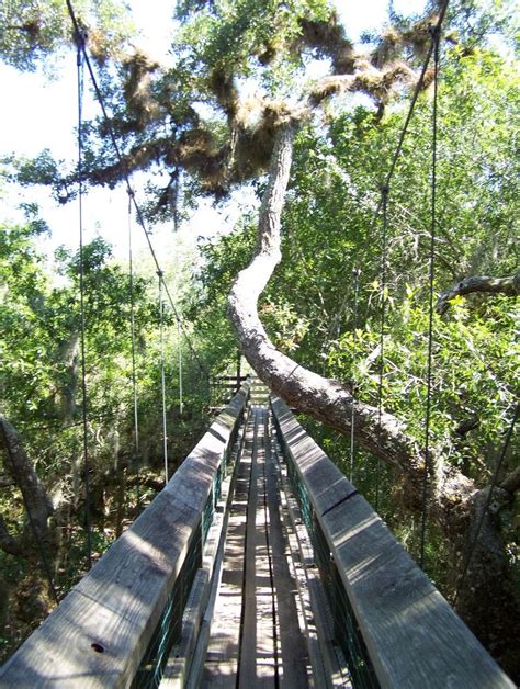 The myakka canopy walkway was the inspiration of canopy scientist dr. Canopy Walk, Myakka River State Park, Sarasota, Florida ...