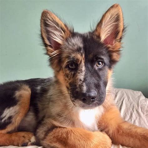 German Shepherd Labradoodle Mix Petibble