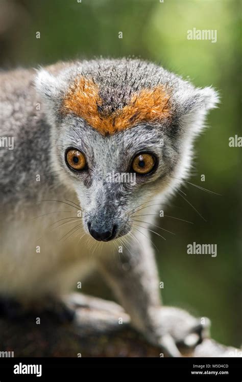 Crowned Lemur Eulemur Coronatus Animal Portrait Akanin Ny Nofy