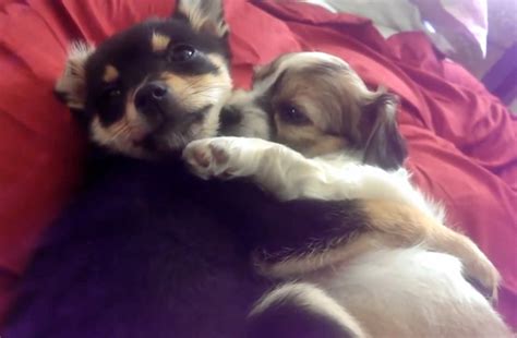 Two Sleepy Puppies Cuddle And It Is Mesmerizing Barkpost