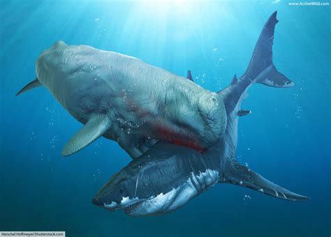 40 Mosasaurus Size Comparison Megalodon Whale Shark Pics Wall Hd