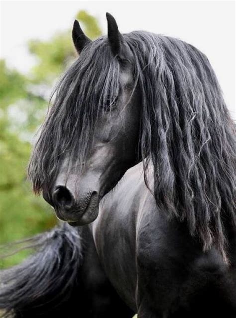 Beautiful Majestic Black Stallion Beautiful Horse Pictures Most