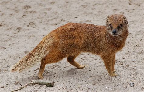Mongoose True Wildlife Creatures